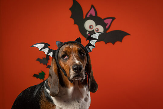 Cachorro com fantasia de morcego para Halloween