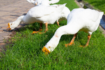 White gooses foraging in the park