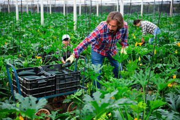 positive adult people collecting marrows in their plantation