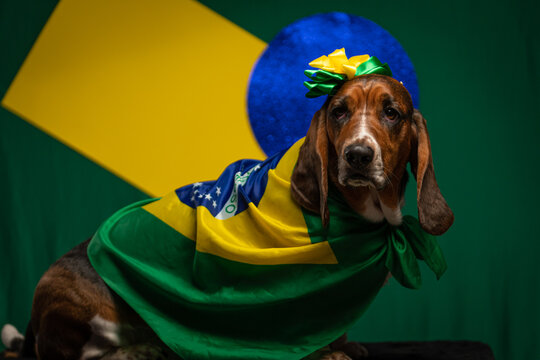 Cachorro com bandeira do Brasil para a Copa do Mundo de Futebol