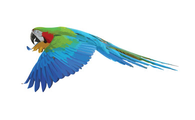 Harlequin macaw parrot flying isolated on white background. Vector Illustration