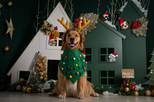 Cenario natalino e golden Retriver  com fantasia de rena
