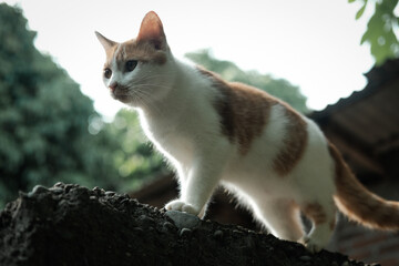 cat on the fence