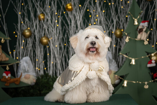 Cenario natalino e cachorro branco com capa de Noel branco e gorro branco