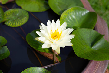 Beautiful blooming Nymphaea lotus flower with leaves, Water lily pot