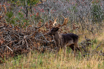 Fallow Deer