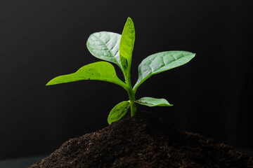 Young plant is born and grows from the soil on a black background. World environment day. new hope for environment or metaphor to starting buisness concept.