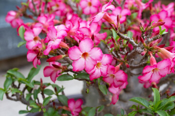 Fototapeta premium Adenium obesum flowers. Green leaves
