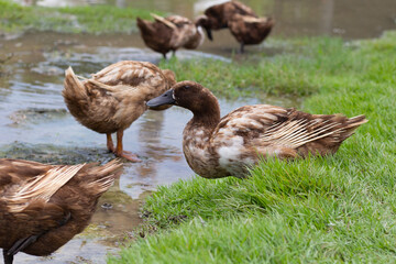 Free range duck farm. Natural organic duck