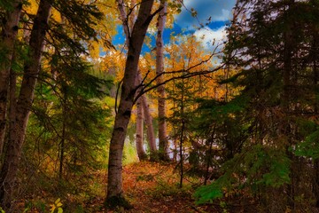autumn in the forest