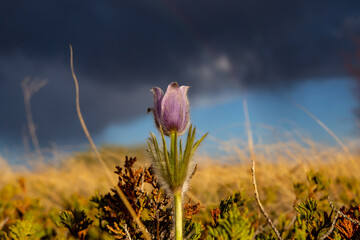 flower in the field
