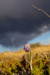 field of flowers