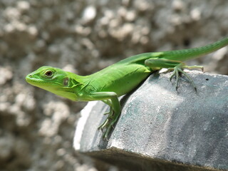 Iguana verde pequeña macro