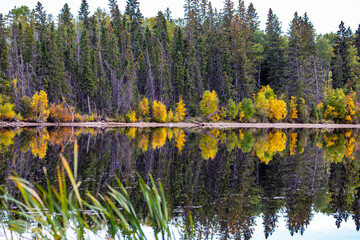 lake and forest