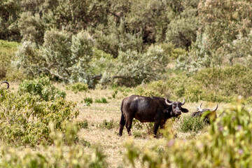 Cape Buffalo in Hell’s Gate National Park in Kenya