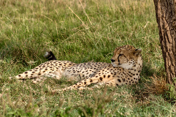 Fototapeta na wymiar Cheetah in Masai Mara National Reserve in Kenya