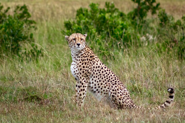 Cheetah in Masai Mara National Reserve in Kenya