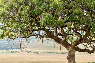 Kigelia (sausage tree) in Masai Mara National Reserve in Kenya