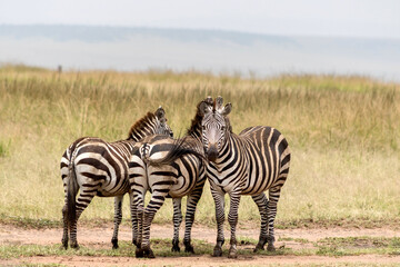 Zebras in Masai Mara National Reserve in Kenya