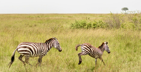 Zebras running in Masai Mara National Reserve in Kenya