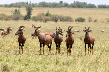 Topi antelope in Masai Mara National Reserve in Kenya