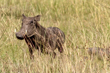 Common warthog in Masai Mara National Reserve in Kenya
