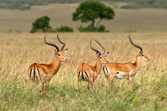 Impala antelope in Masai Mara National Reserve in Kenya