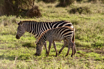 Zebras in the sunlight at Amboseli National park in Kenya