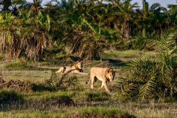 Male lions on the savanna at Amboseli National park in Kenya