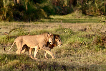 Fototapeta na wymiar Friendly lions on the savanna at Amboseli National park in Kenya