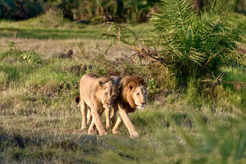 Friendly lions on the savanna at Amboseli National park in Kenya