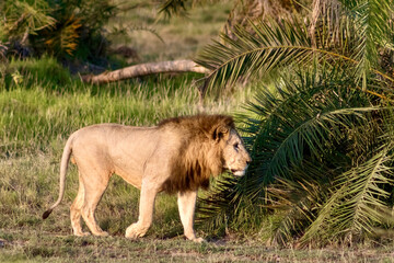 Male lion on the savanna at Amboseli National park in Kenya