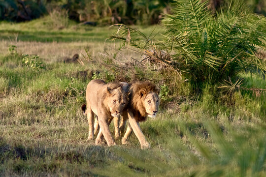 Friendly lions on the savanna at Amboseli National park in Kenya