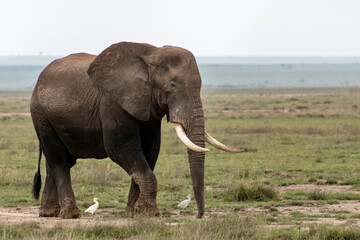 Fototapeta na wymiar Elephant in Amboseli National park in Kenya