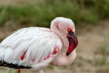 Closeup of flamingo at Amboseli National park in Kenya