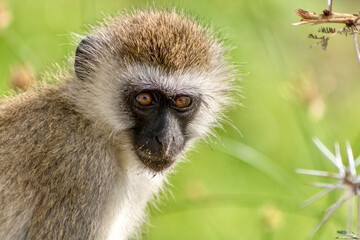 Vervet Monkey at Amboseli National park in Kenya