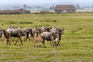 Herd of Wildebeest running in front of ghost camp at Amboseli National park in Kenya