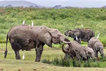 Naklejka na ściany i meble Elephants in Amboseli National park in Kenya