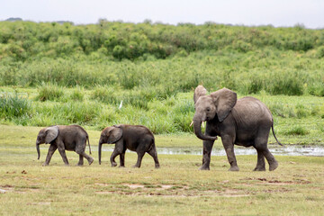 Mother and baby elephants playing in Amboseli National park in Kenya