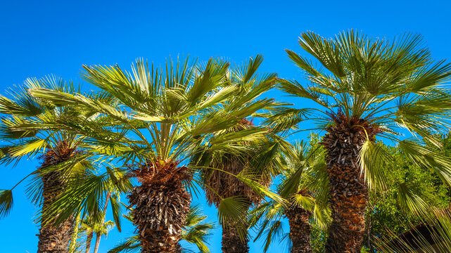 Fan Palm trees in the wind against the blue sky