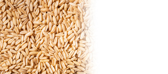 oat grains close-up isolated on white background