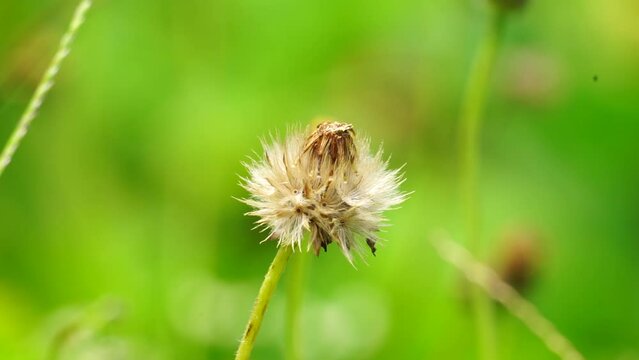 Bidens pilosa (also called ketul kebo, ketul sapi, jaringan, caringan, lanci thuwa, lancing thuwa, cing-lancingan, Spanish Needle, Blackjacks, Beggar ticks) with a natural background