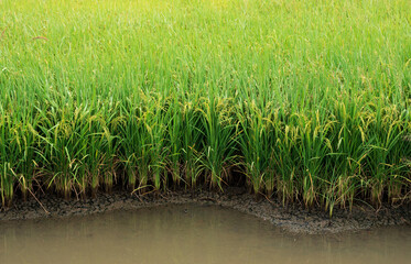 Obraz premium Rice farm, Rice field, Rice paddy in thailand, rice field in Beautiful sunrise