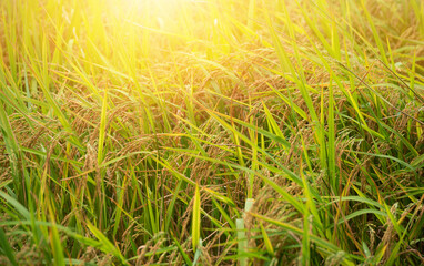 Rice farm, Rice field, Rice paddy in thailand, rice field in Beautiful sunrise