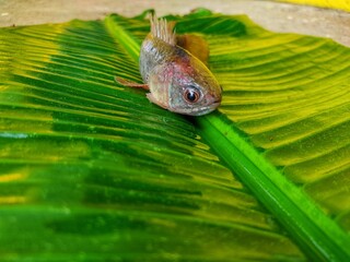 Big anabas fish on green banana leaf after harvesting from biofloc farming tank