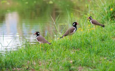 Red-wattled Lapwing (Vanellus Indicus).