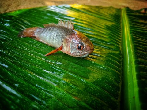 Anabantidae Bilder Durchsuchen 436 Archivfotos, und