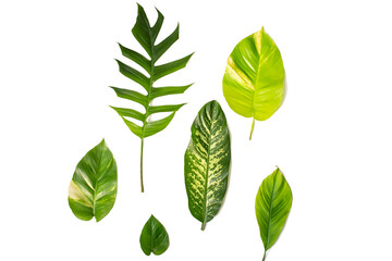 Collection of beautiful green leaf on white background. humid tropical leaves. spotted betel isolate on white background.