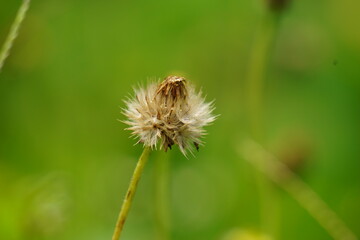 Bidens pilosa (also called ketul kebo, ketul sapi, jaringan, caringan, lanci thuwa, lancing thuwa, cing-lancingan, Spanish Needle, Blackjacks, Beggar ticks) with a natural background