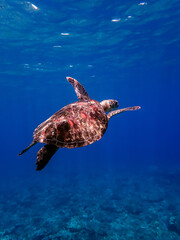 Naklejka na ściany i meble Green sea turtle swimming in beautiful clear water